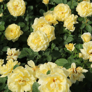 RUSTICA® III var. Meilaocil